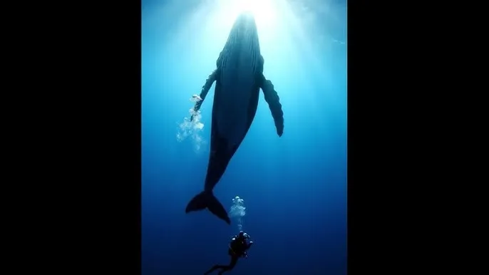 帅同 - 深蓝星球：探索海洋深处的未知世界